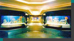 aquatic design, aquatic design systems, aquarium, aquariums, commercial aquarium, commercial aquariums, commercial aquarium design, aquarium construction, aquarium consultants, aquarium fabrication, aquarium engineering, aquarium consulting, aquarium design, aquarium concepts, fish husbandry, shark husbandry, shark display, shark displays, fish display, fish displays, aquarium designers, international aquariums, community aquariums, aquarium planning, aquarium development, saltwater aquarium, saltwater aquariums, saltwater aquarium design, acrylic, acrylic aquarium, acrylic aquariums, aquarium filtration, aquaria, commercial aquaria, public aquariums, home aquariums, residential aquariums, international aquarium design